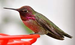 Hummer5.jpg