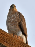 Hawk2.jpg