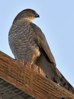 Hawk4.jpg