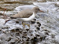 Sandpiper3.jpg