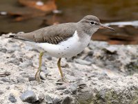 Sandpiper.jpg