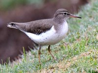 Sandpiper10.jpg
