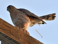 Hawk3.jpg