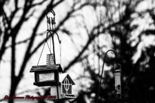 Wet and Cold-8254.jpg