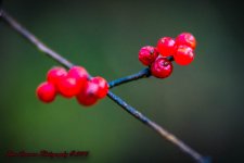 Wet and Cold-8269.jpg