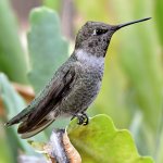 Hummer2.jpg