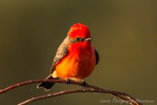 DSC_1587.jpg