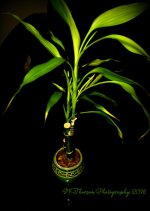 Bamboo 12-6-2016.jpg