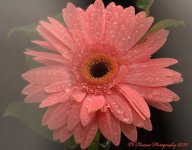 Pink Gerbera #2 12-6-2016.jpg