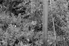 Cat in a garden.jpg