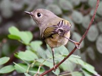 Kinglet.jpg