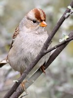 Sparrow5.jpg