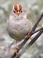 Sparrow6.jpg