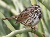 Sparrow11.jpg