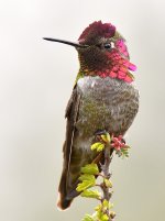 Hummer6.jpg