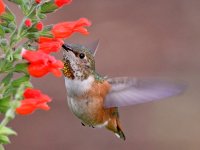 Hummer18.jpg
