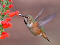 Hummer20.jpg