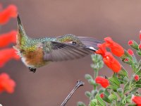 Hummer22.jpg