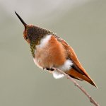 Hummer23.jpg