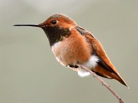 Hummer24.jpg