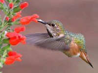 Hummer19.jpg