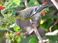 Goldfinch3.jpg