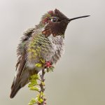 Hummer12.jpg