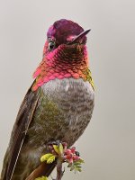 Hummer4.jpg