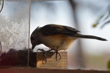 DSC_0183.jpg