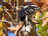 Woodpecker3.jpg