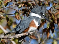 Kingfisher3.jpg