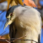 BlackHeron.jpg