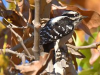 Woodpecker2.jpg