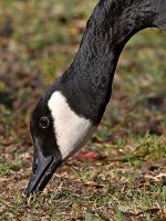 Goose.jpg