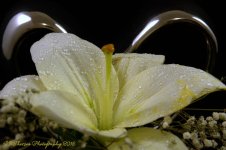White Lily #2 12-8-2016.jpg