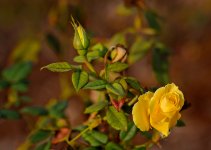 Yellow Rose II.jpg