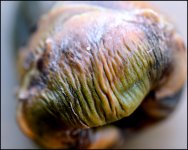 12-09-16 Baby Nut     10.jpg