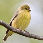 Goldfinch2.jpg