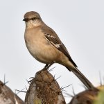 Mockingbird5.jpg