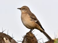 Mockingbird6.jpg