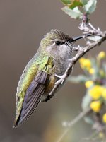 Hummer12.jpg