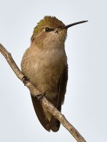 Hummer19.jpg