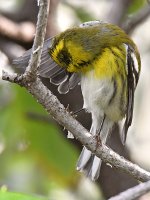 TownsendsWarbler12.jpg