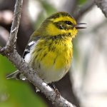 TownsendsWarbler17.jpg