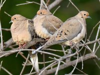 Doves.jpg