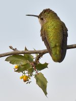 Hummer20.jpg