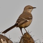 Mockingbird3.jpg