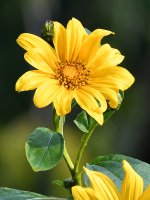 YellowFlower2.jpg