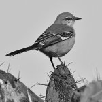 MockingbirdBW2.jpg