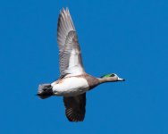 WidgeonFlight-100.jpg